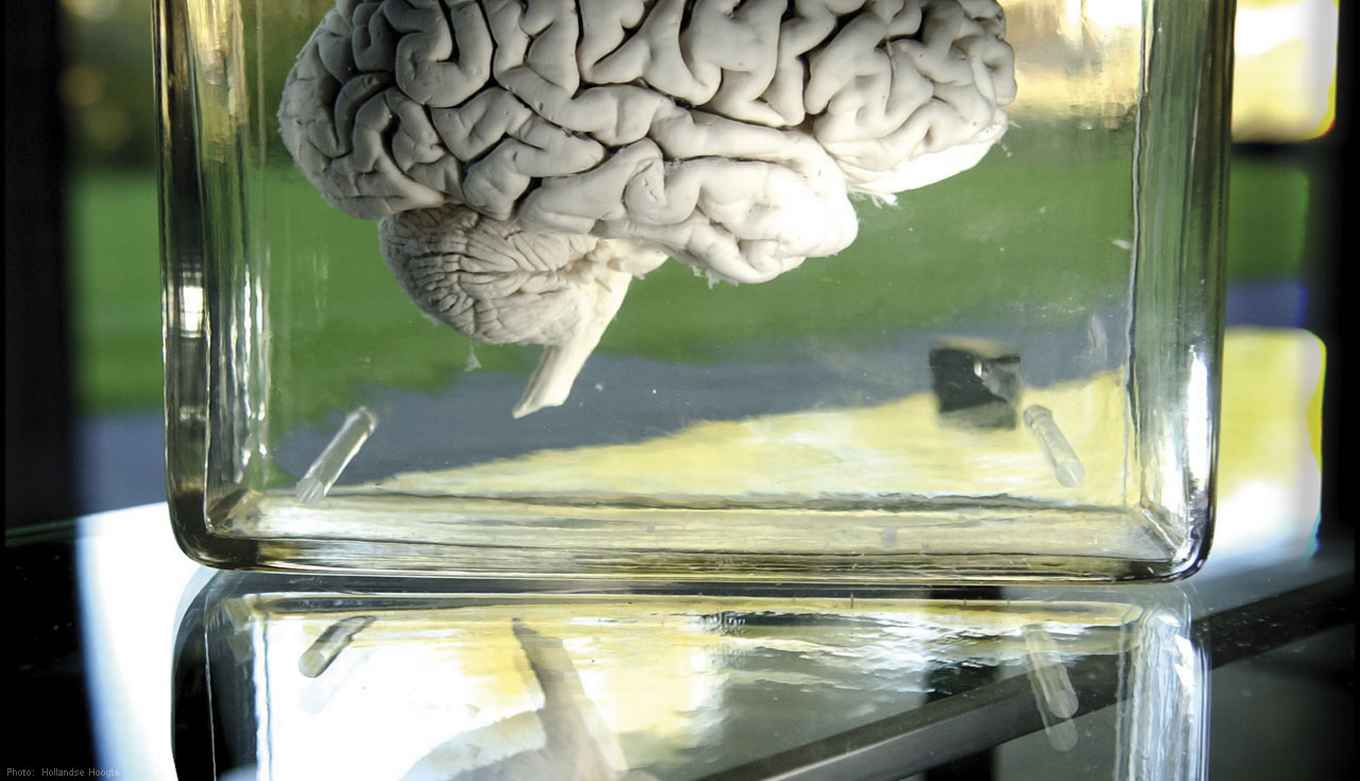 Hersenen op sterk water