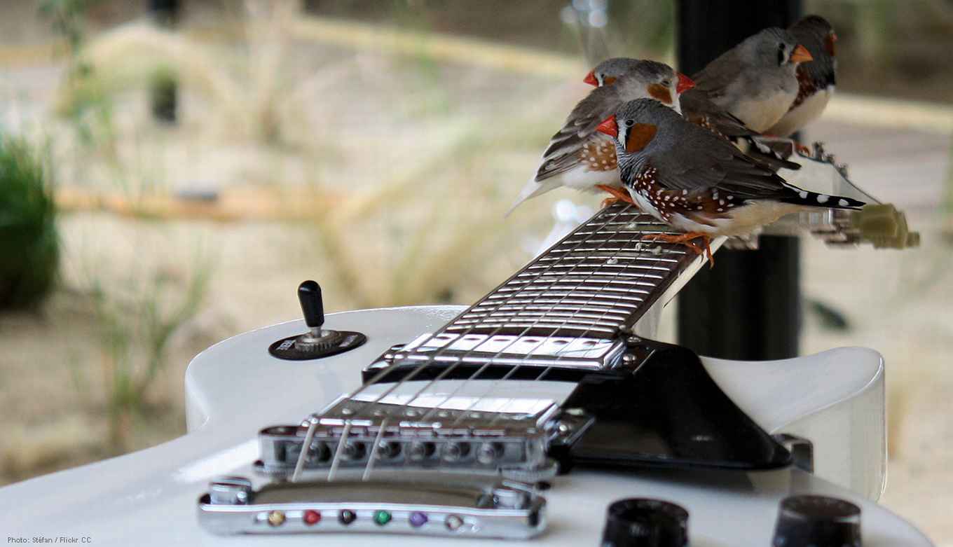 Carrouselbeeld gitaar met vinkjes voor artikel Henkjan Honing